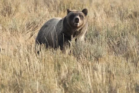 Backpacker Injured by Grizzly in National Park Transported to Medical Facility