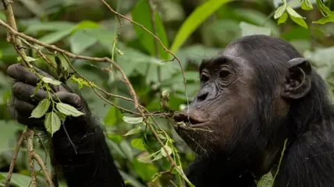 Apes Ingesting a Daily Dose of One Lager Each Day from Fermented Fruit, Study Shows